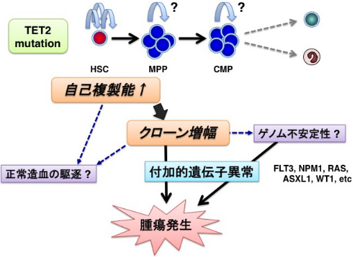 造血器腫瘍幹細胞の生成・維持に関わるエピゲノム制御機構の解明